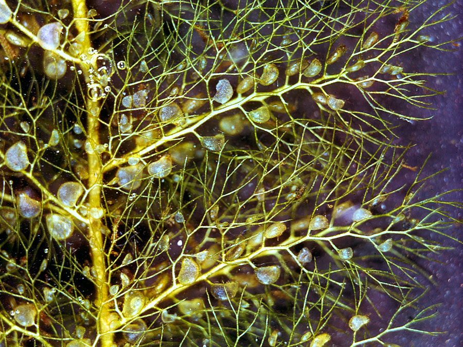 bladderwort