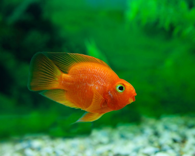 blood parrot cichlid