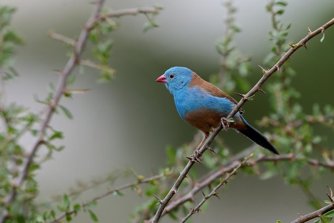 blue capped cordon