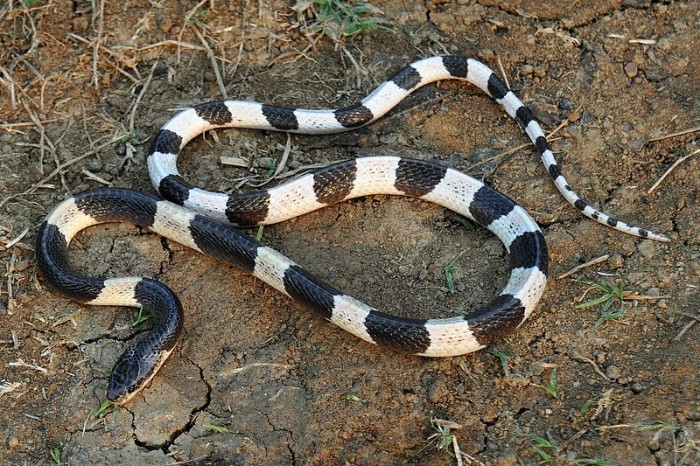 blue krait ular paling berbisa di dunia 131