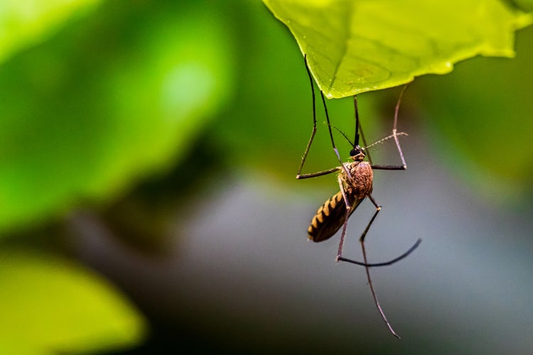 bolehkah nyamuk sebarkan coronavirus