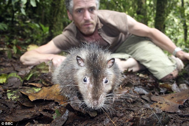 bosavi woolly rat