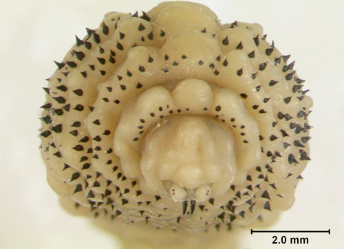 botfly larva 3