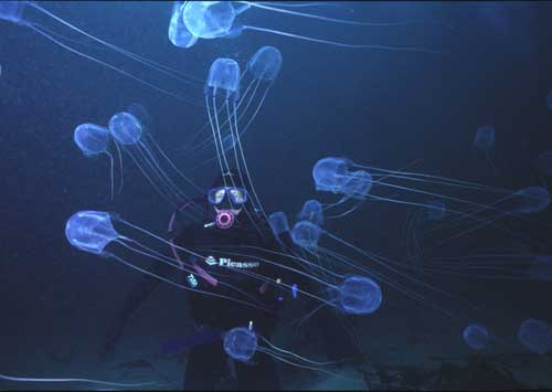 box jellyfish