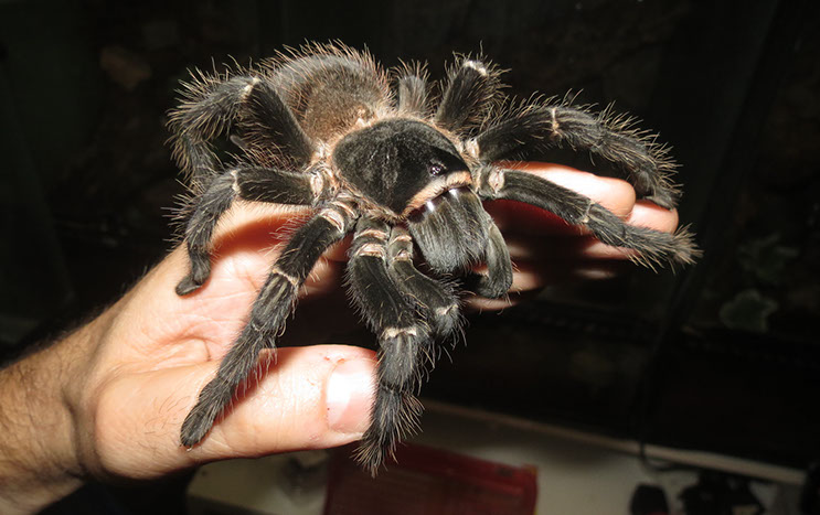 brazilian salmon pink birdeater labah labah paling besar di dunia