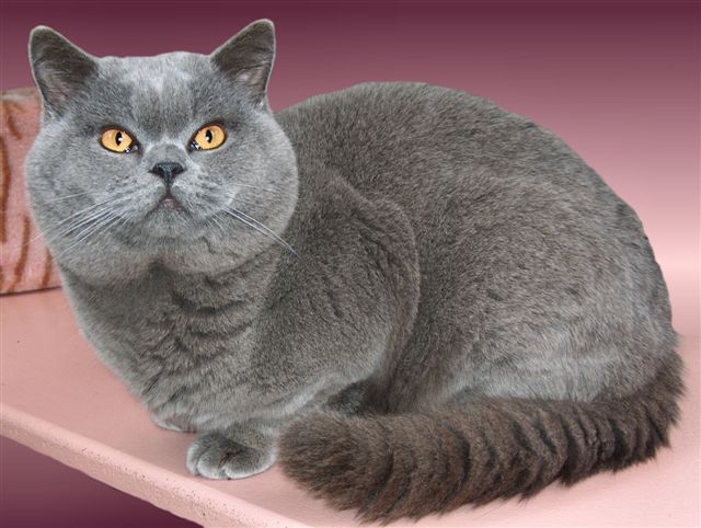 british shorthair