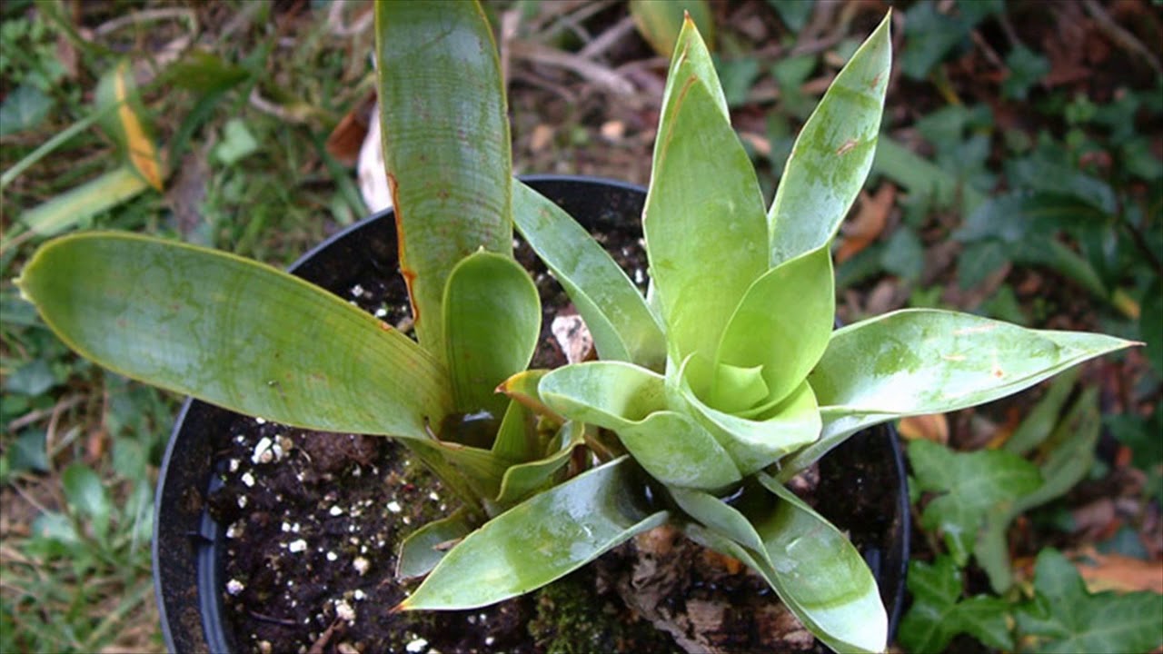 brocchinia reducta