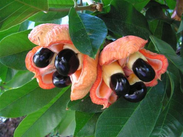 buah ackee