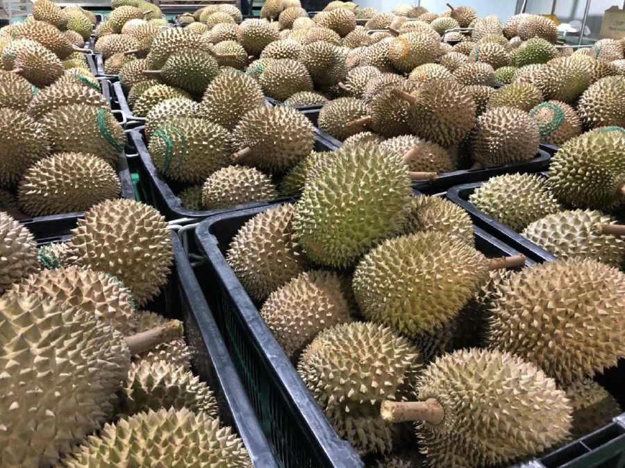 buah durian