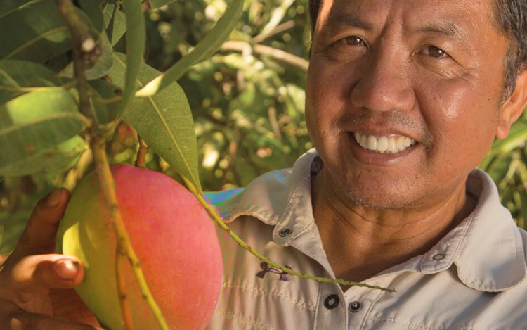 buah mangga pine creek utara australia mahal