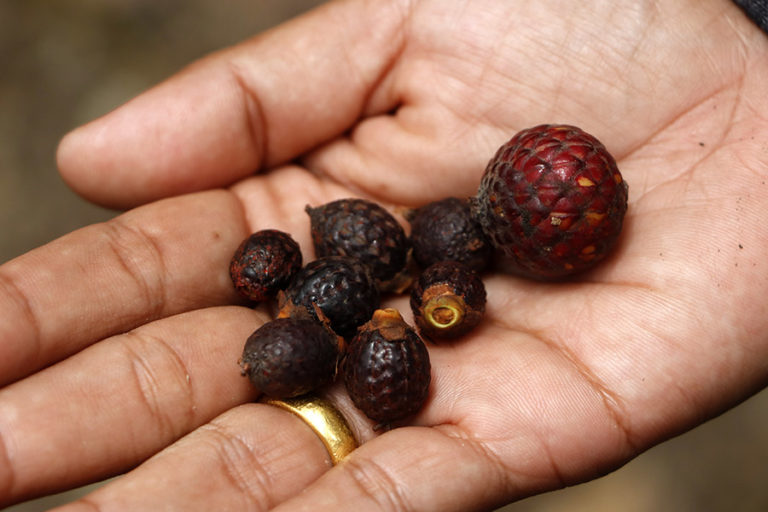 buah rotan jernang merah