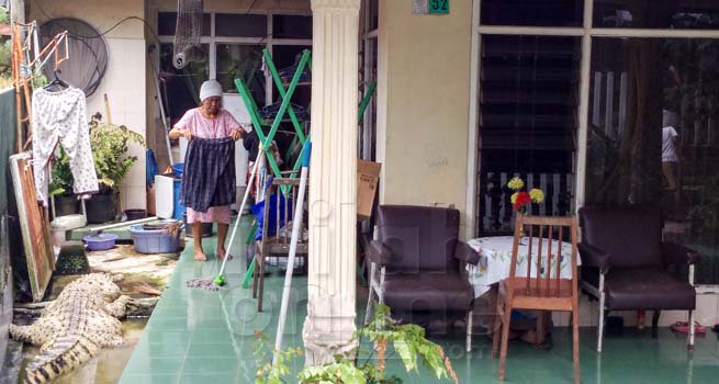 buaya kojek haiwan peliharaan keluarga selama 21 tahun