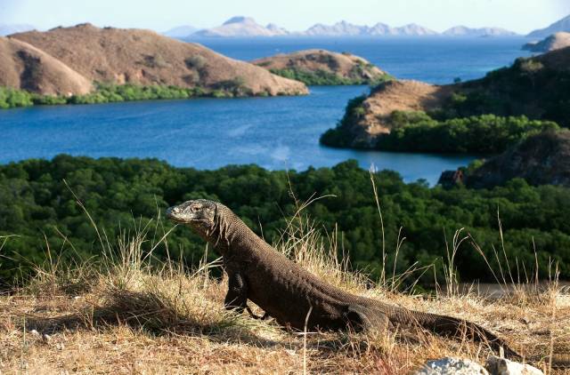 buaya komodo