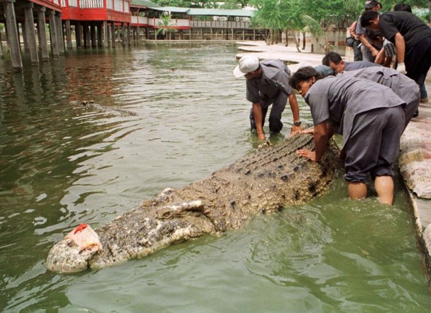 buaya yai 349