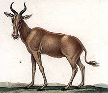 bubal hartebeest 2