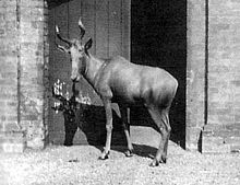 bubal hartebeest