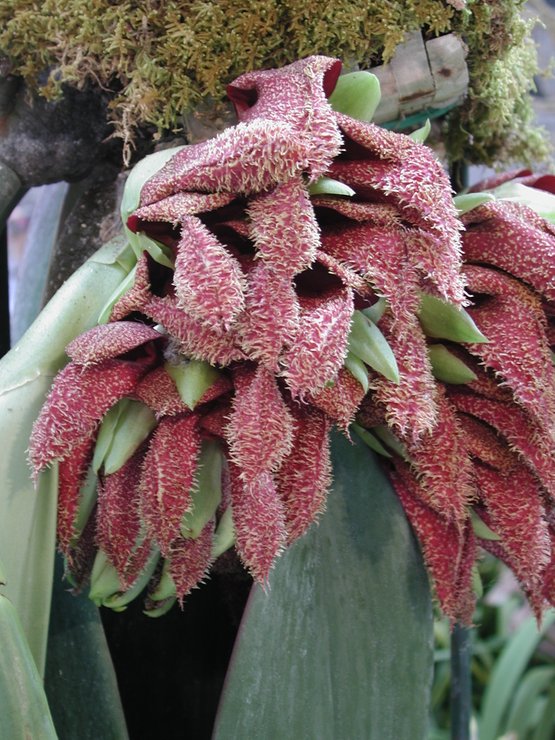 bulbophyllum phalaenopsis