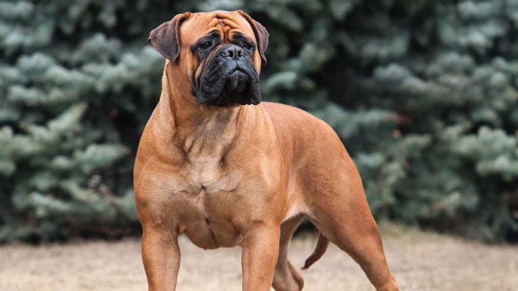 bull mastiff