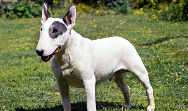 bull terrier