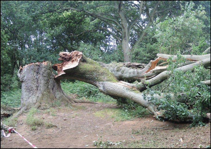 bumi besar pokok tumbang