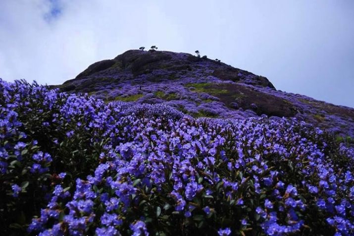 bunga neelakurinji rare jarang berbunga hanya setiap 12 tahun dan unik di india