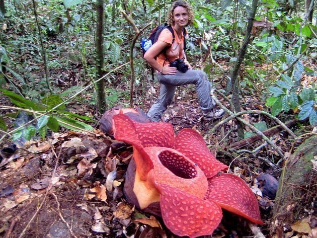 bunga rafflesia bunga paling besar dan busuk di dunia