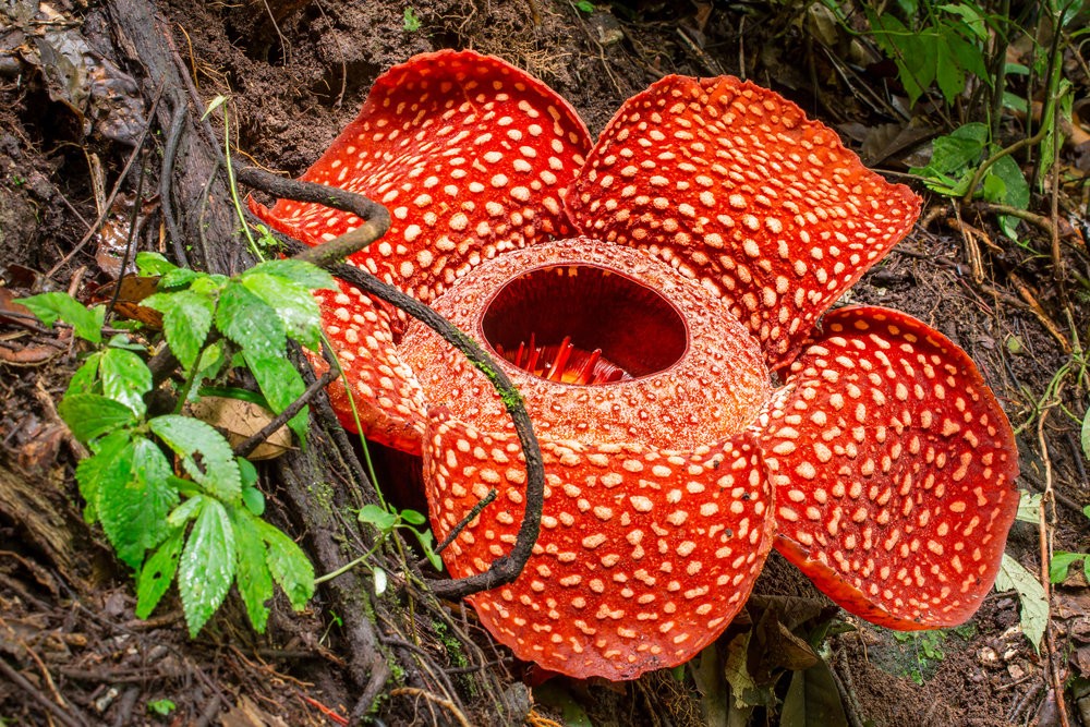 bunga rafflesia