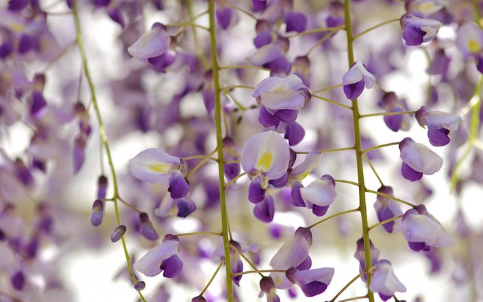 bunga wisteria secara lebih dekat