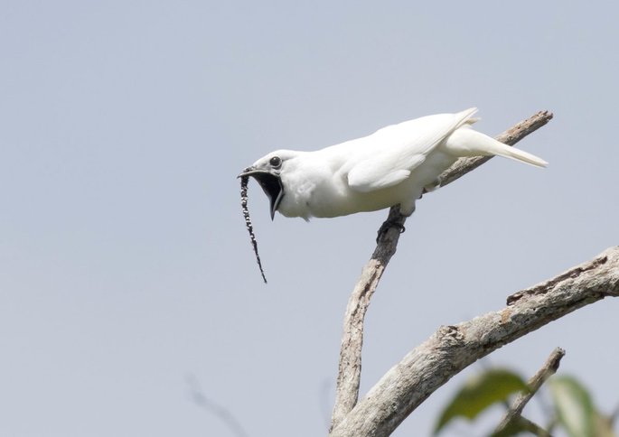 bunyi kicauan burung paling kuat di dunia