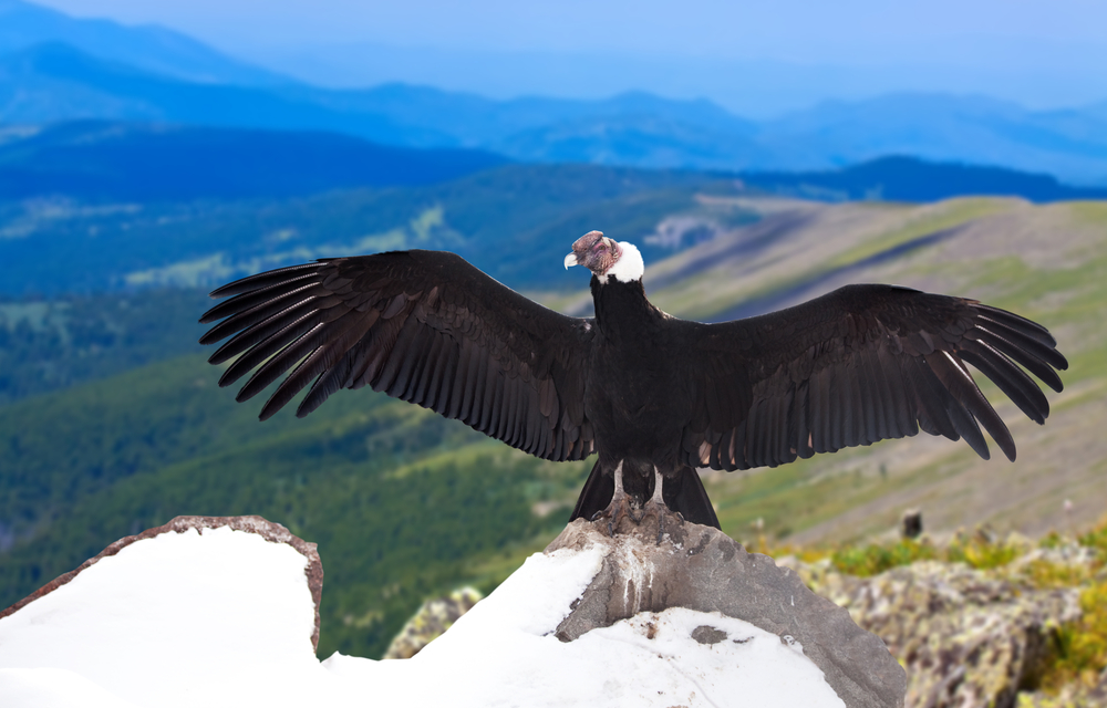 burung andean condor menakutkan