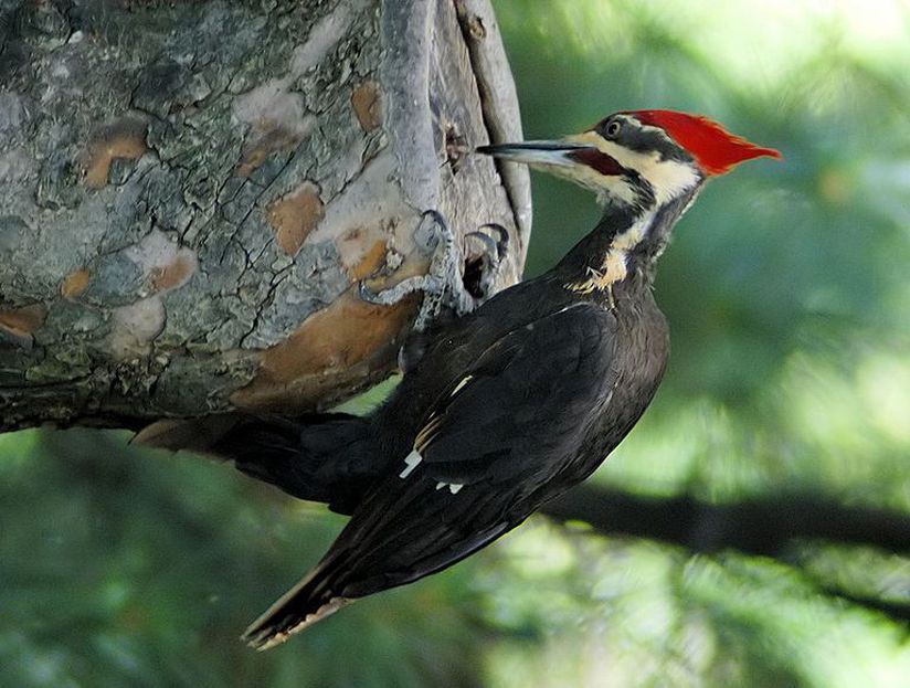 burung belatuk