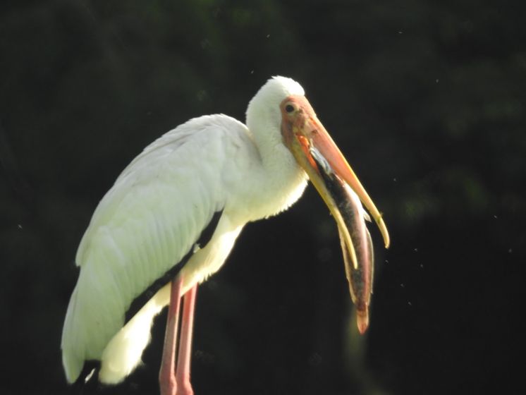 burung botak upeh diancam kepupusan