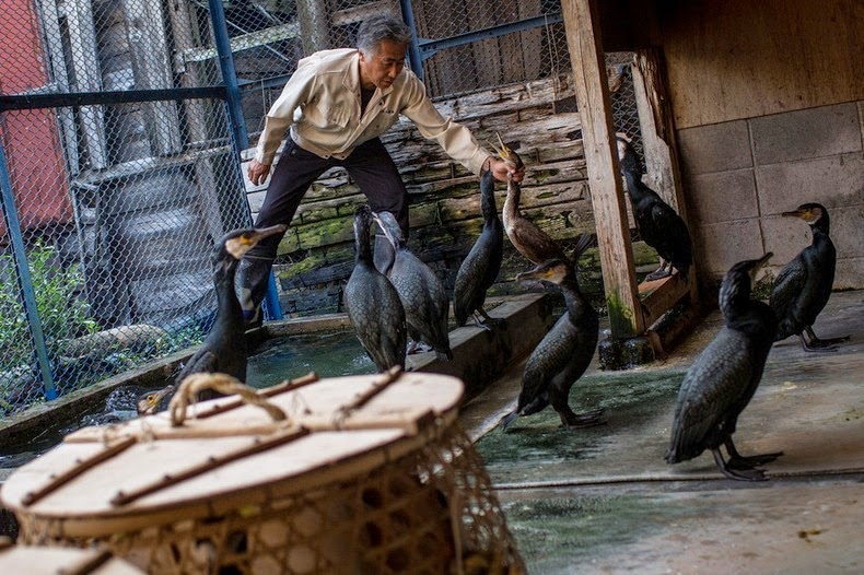 burung cormorant ukai