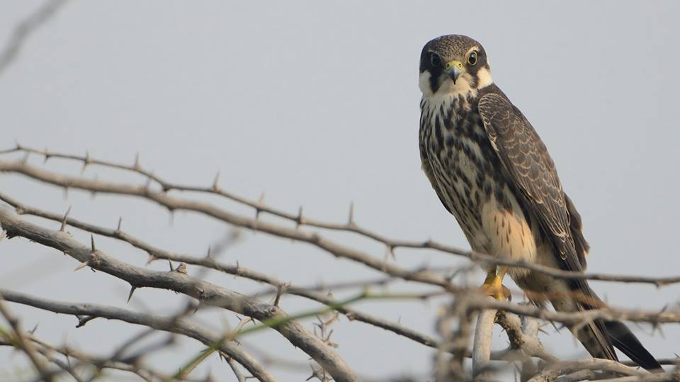 burung eurasian hobby