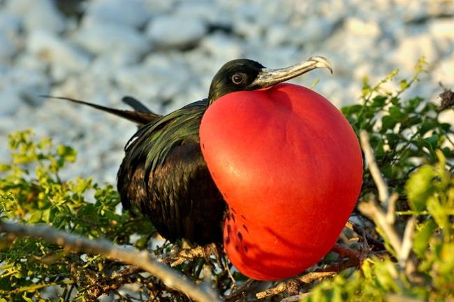 burung frigate jantan