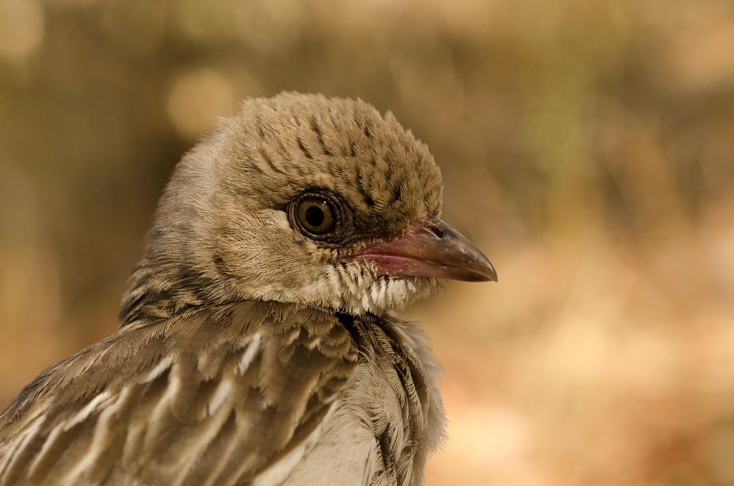 burung greater honeyguide afrika pencari madu