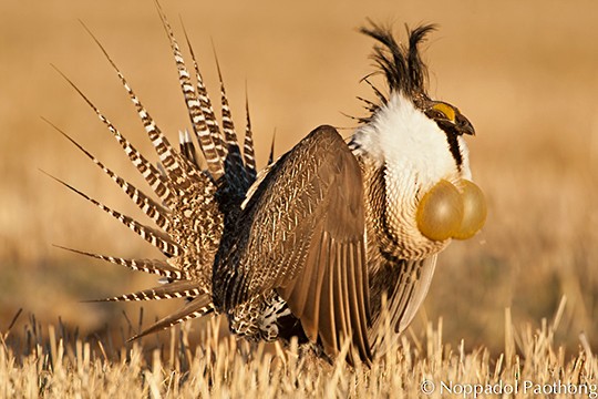 burung gunnison sage grouse spesies baru pelik