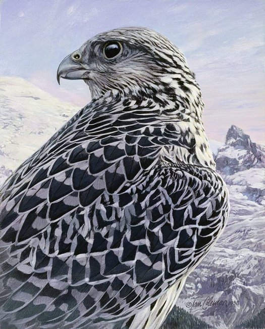 burung gyrfalcon