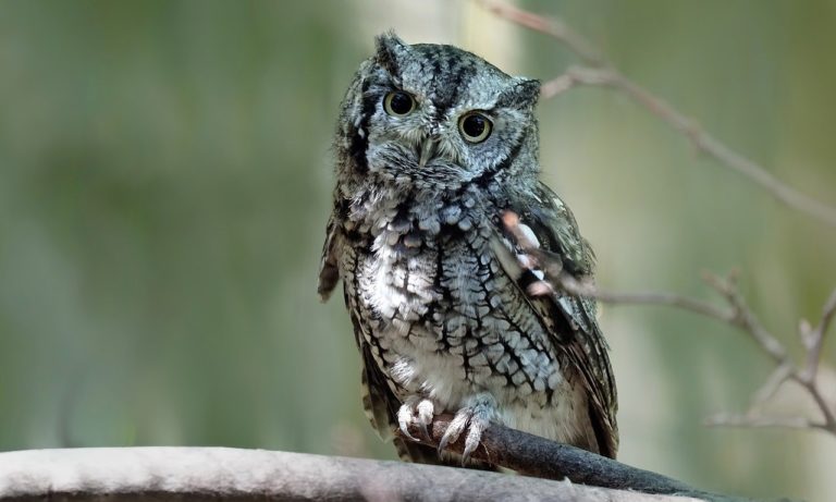 burung hantu pekik