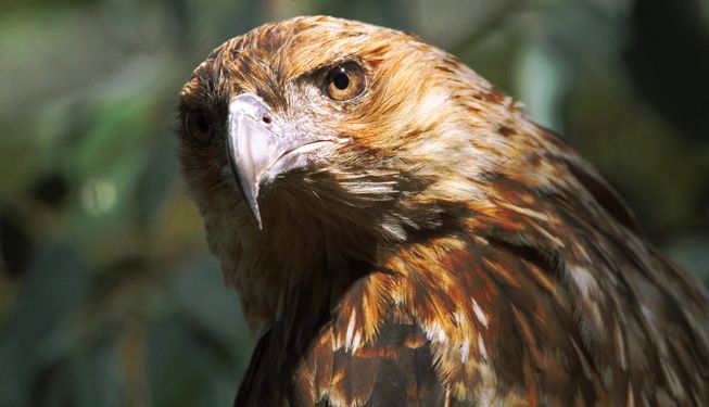 burung helang australia