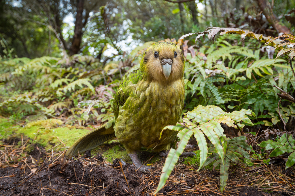 burung kakapo