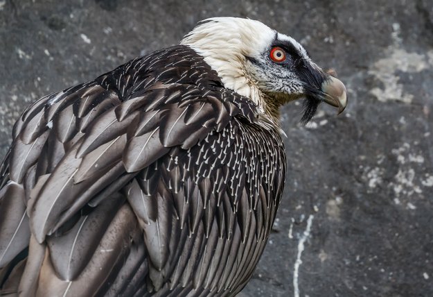 burung lammergeier paling menakutkan di dunia 2