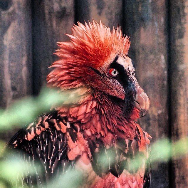 burung lammergeier paling menakutkan di dunia