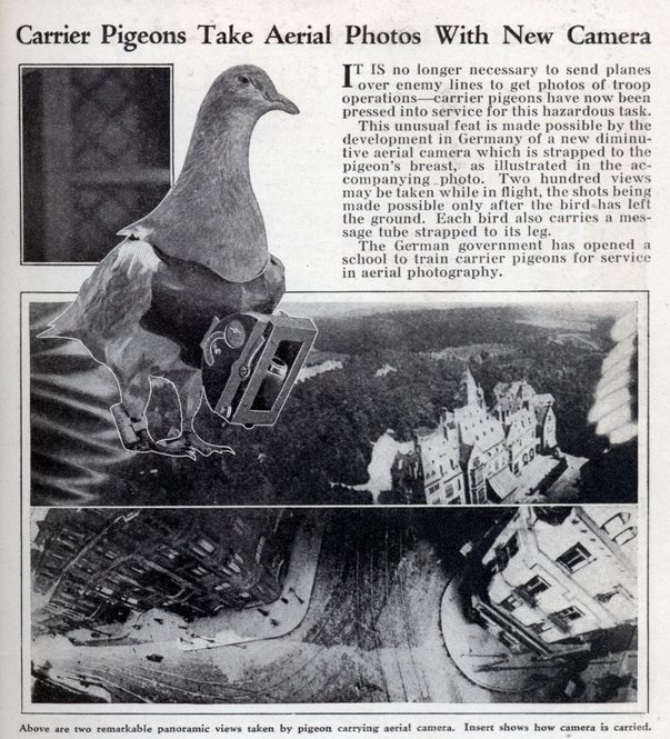 burung merpati ambil gambar