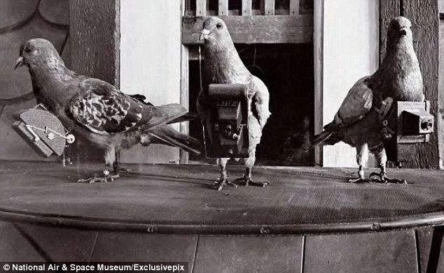 burung merpati ejen pengintip