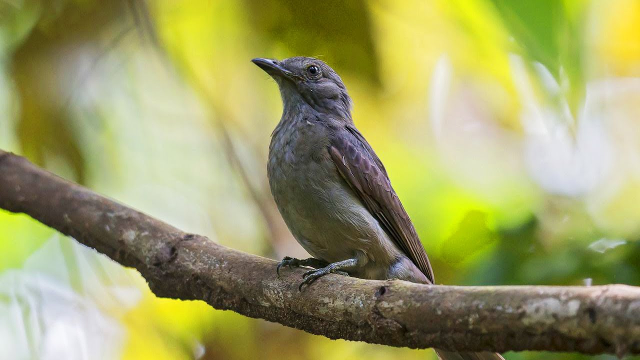 burung screaming piha