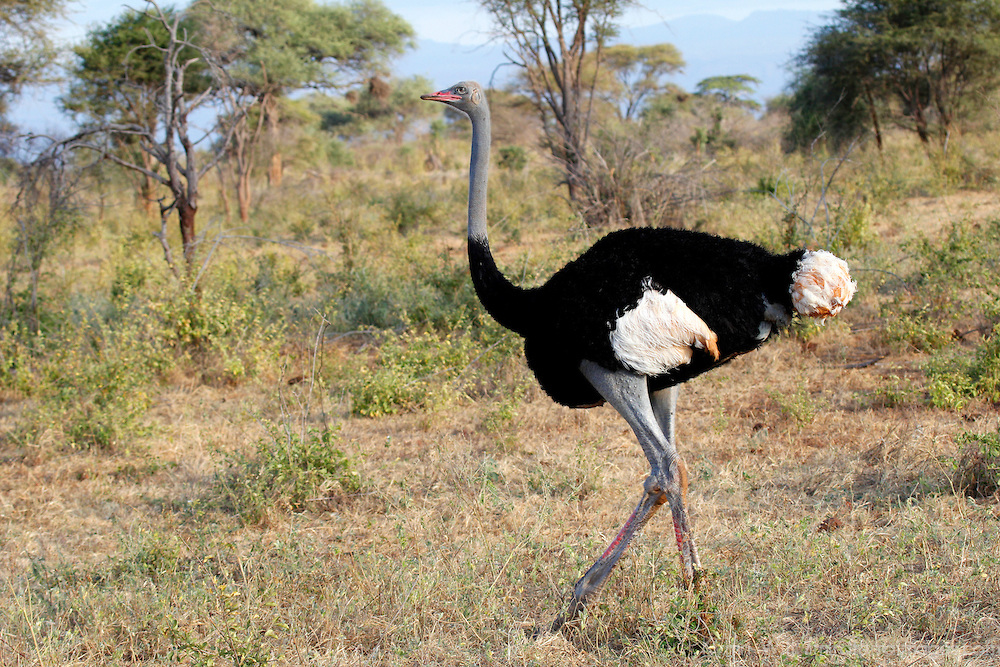 burung unta somalia