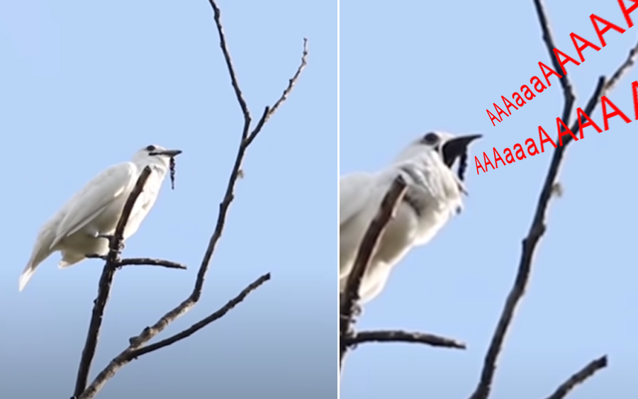 burung white bell bird siren