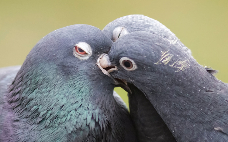 burung yang menyusukan anak bayi nya