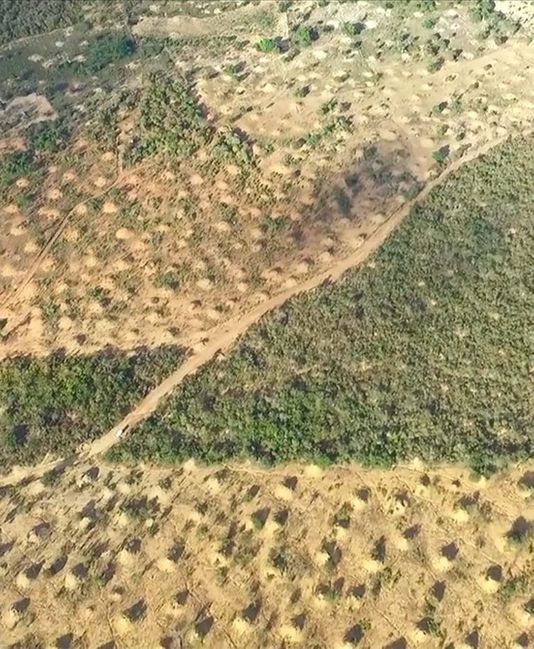 busut anai anai di brazil